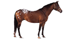horse_category