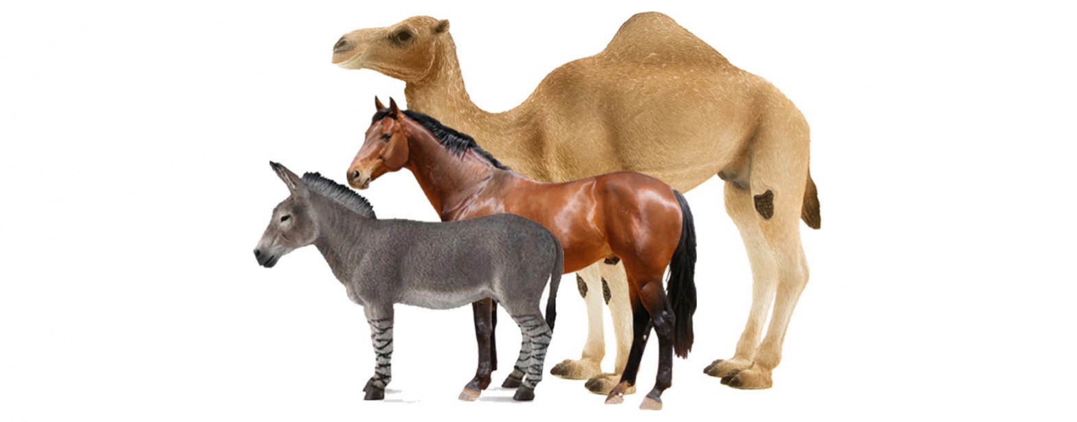 حیوانات باربر